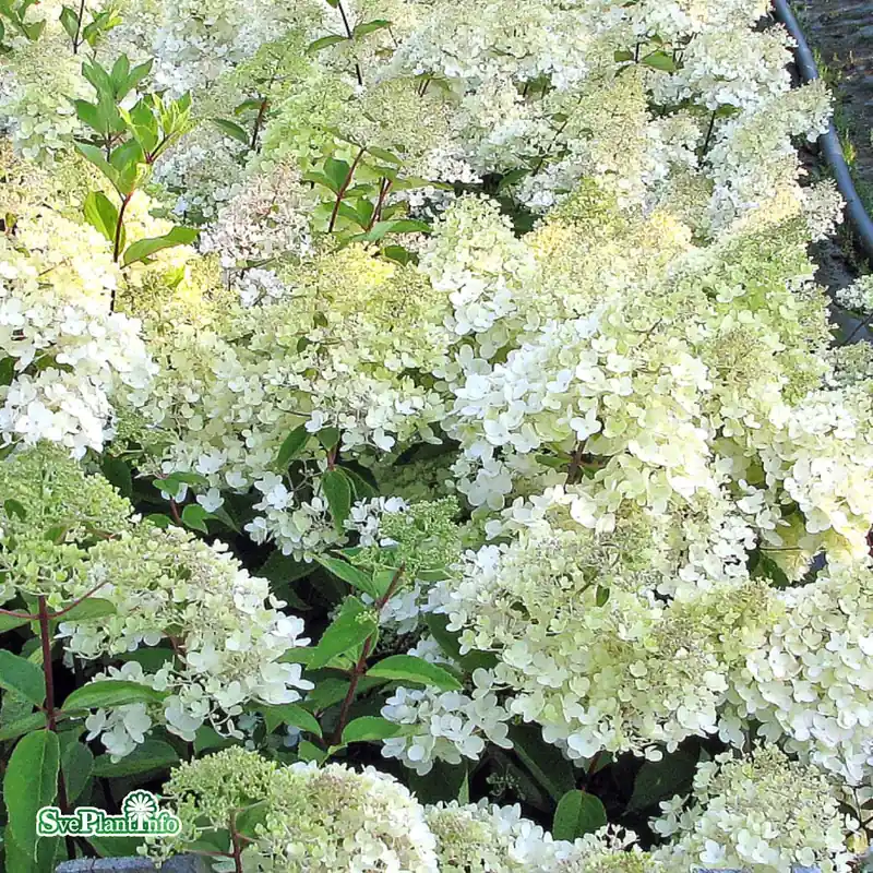 Precis tillagt - Hydrangea paniculata ‘Whitelight‘ C7,5