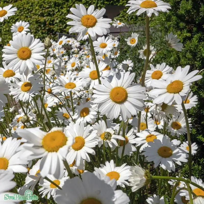 Mycket efterfrågad | Leucanthemum vulgare A-kval