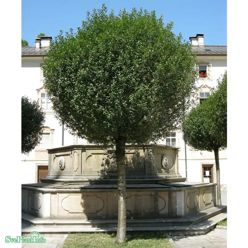 Prunus eminens ‘Umbraculifera‘ Stam C12 120cm | Precis inkommet