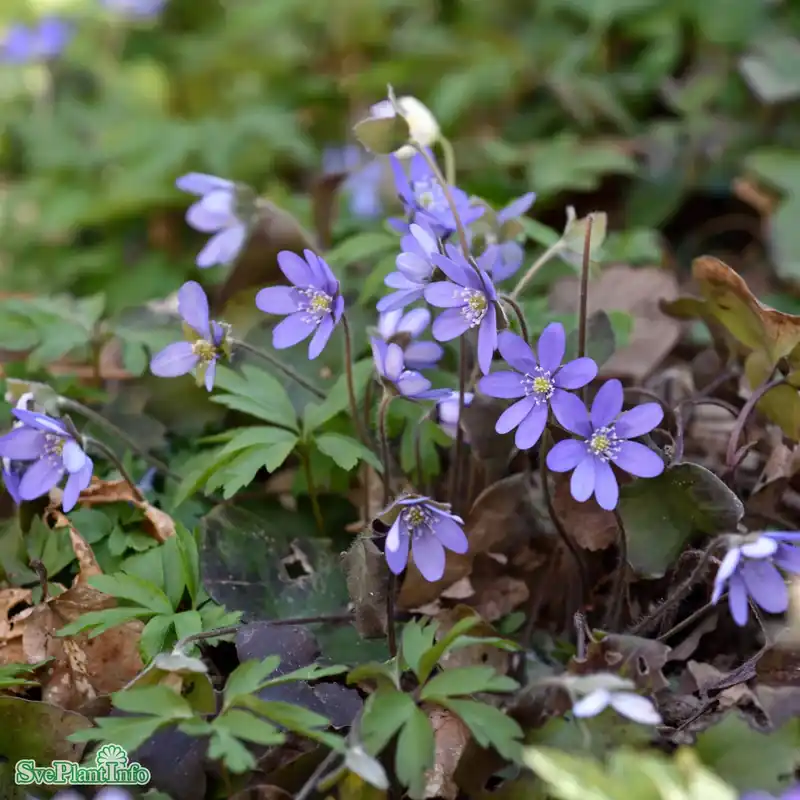 Toppkvalitet | Hepatica nobilis A-kval