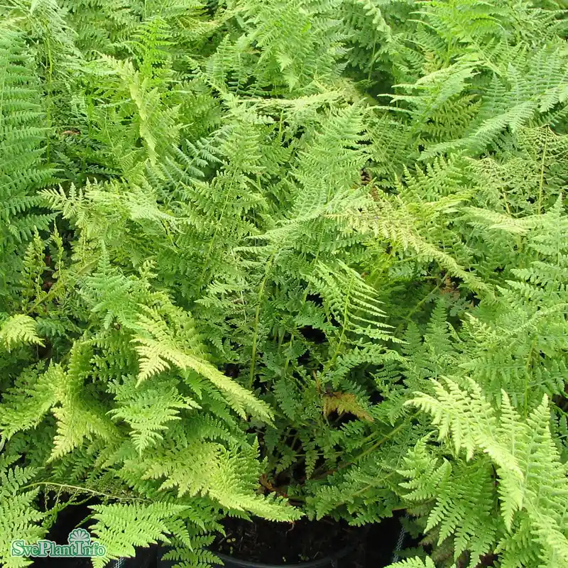 Athyrium filix-femina A-kval | Passa på