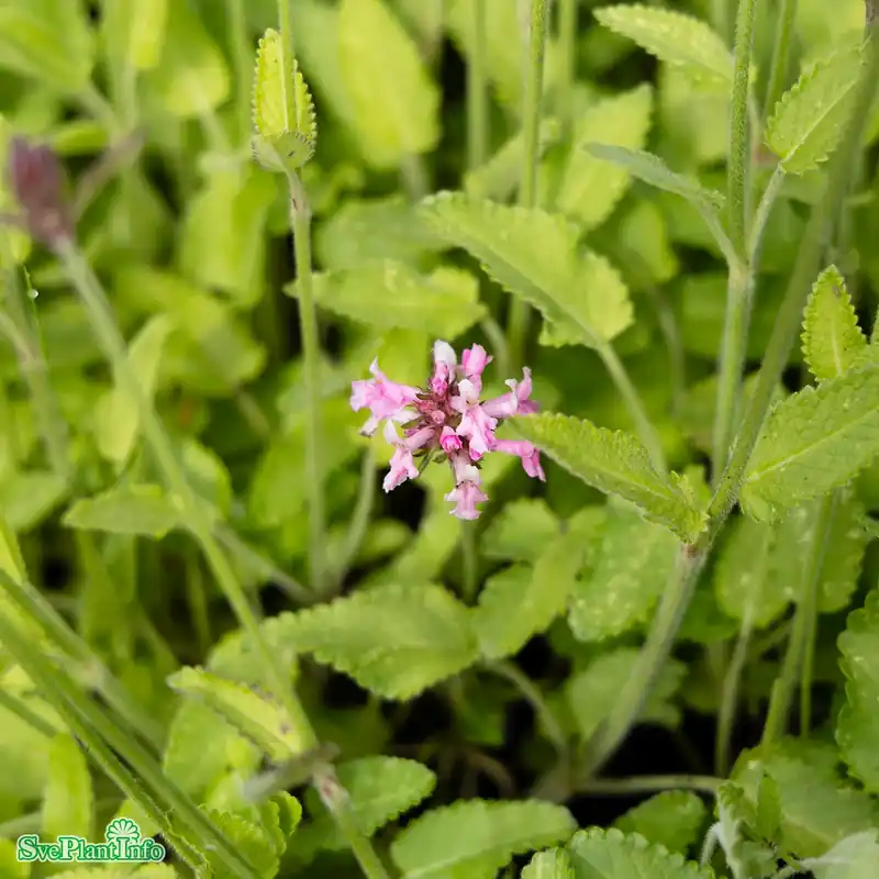 Precis lanserat - Stachys officinalis ‘Pink Cotton Candy‘ A-kval