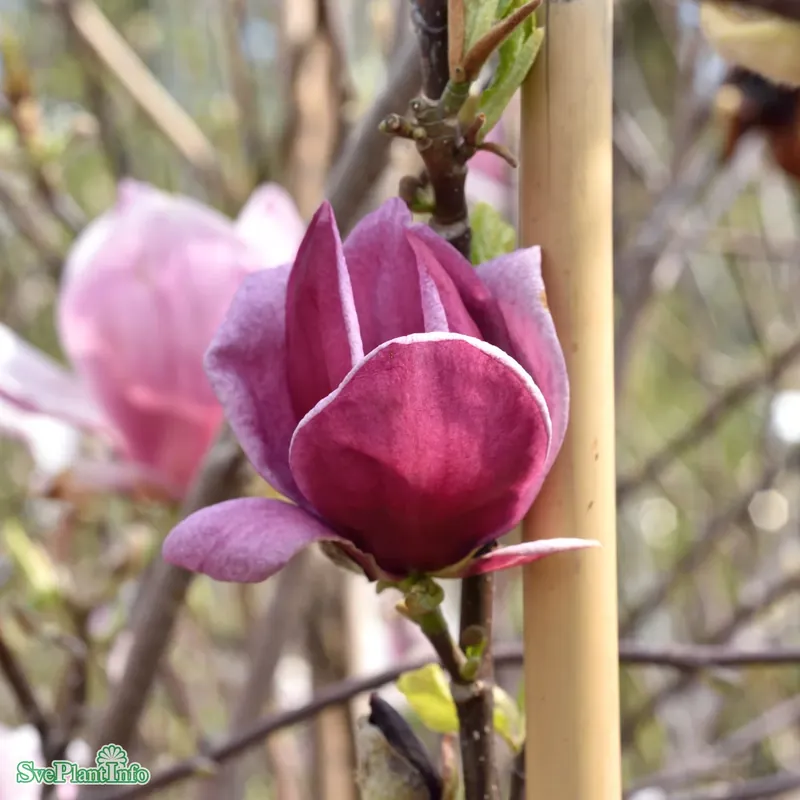 Prisnedsättning | Magnolia ‘Genie‘ C10 100-125cm