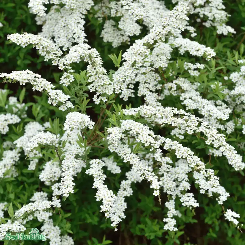 Utförsäljning - Spiraea cinerea e ‘Grefsheim‘ C2,8 30-40cm