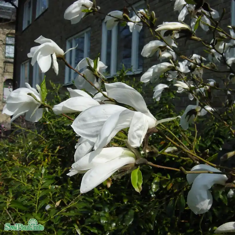 Finns att beställa - Magnolia salicifolia ‘Wada‘s Memory‘ Solitär Kl 150-175cm