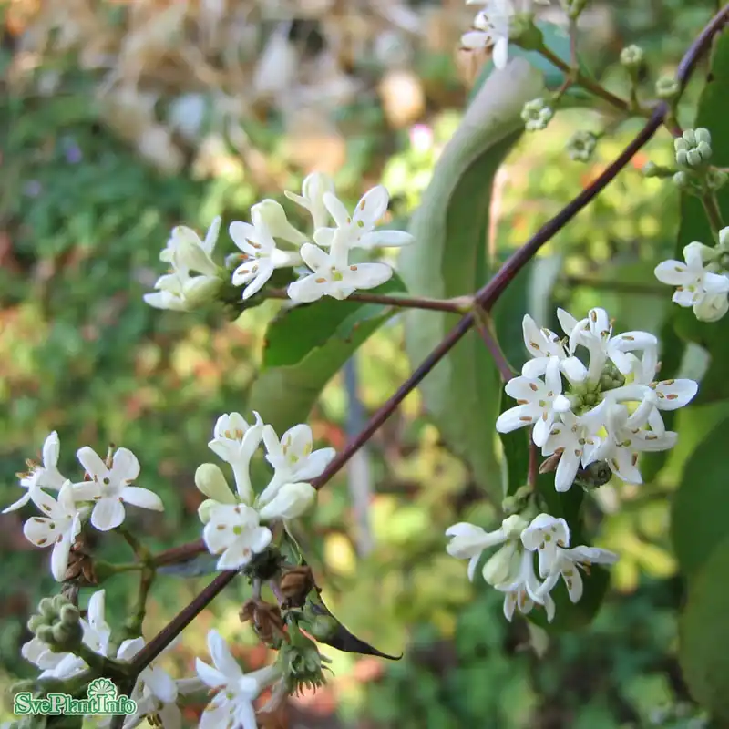 Bästsäljare | Heptacodium miconioides Solitär Kl B100-150 B200-250cm