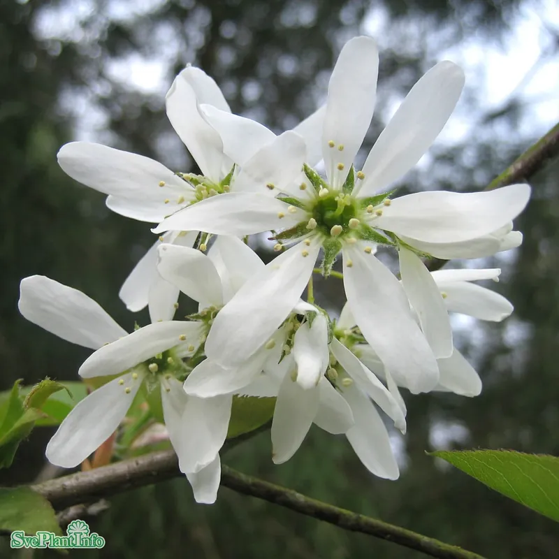 Nytt i sortimentet - Amelanchier laevis ‘Ballerina‘ Solitär Kl 150-200