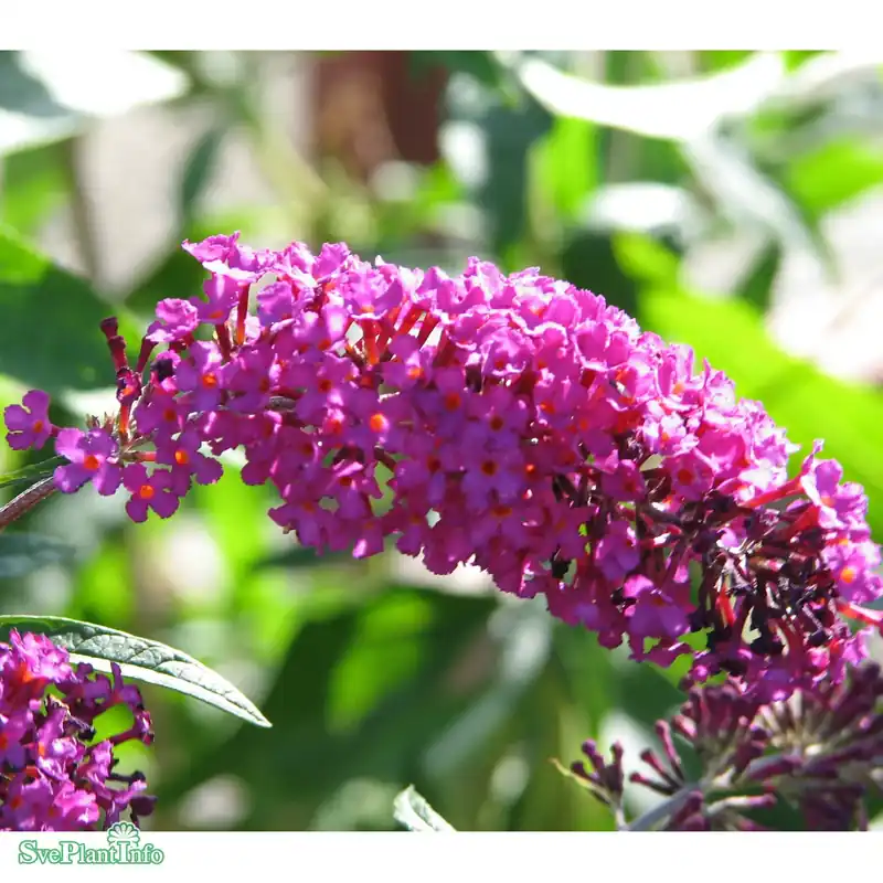 Tillverkarpris | Buddleja davidii ‘Royal Red‘ C5