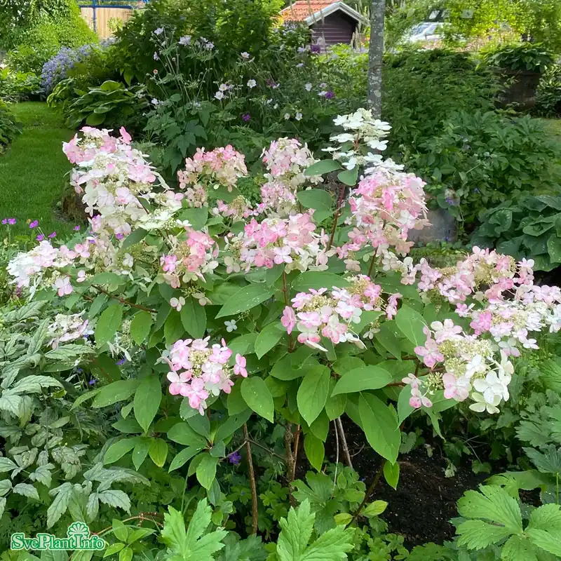 Bra pris just nu | Hydrangea paniculata ‘Wim‘s Red‘ Stam C10 80-100cm