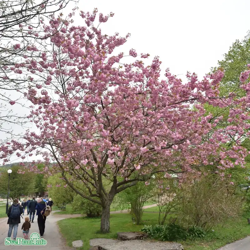 Prunus ‘Kanzan‘ Stam C12 150cm | Smidig beställning