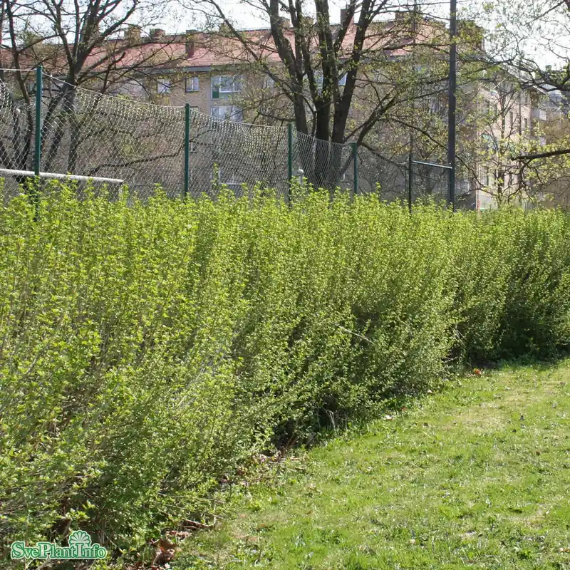Ribes alpinum ‘Schmidt‘ C4 - Kanonpris