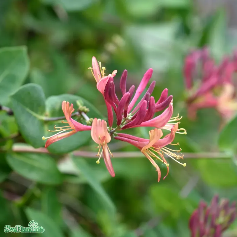 Storsäljare - Lonicera heckrottii ‘American Beauty‘ C20 200-250cm