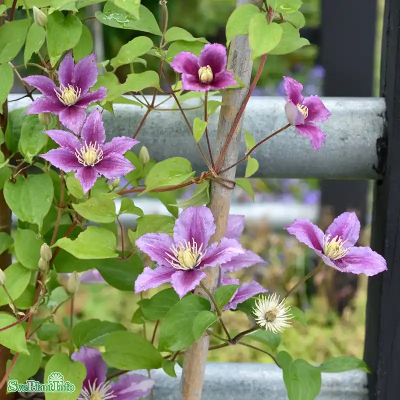 Clematis ‘Doctor Ruppel‘ C2 40-60cm - Sista chansen