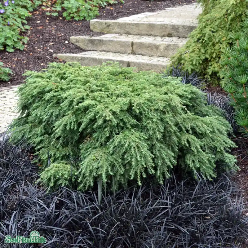 Tsuga canadensis ‘Jeddeloh‘ D4 25-30cm - Ny lansering