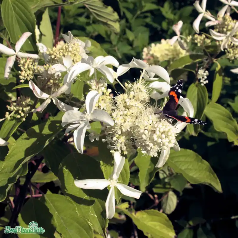Hydrangea paniculata ‘Great Star‘ C3,5 - Superpris