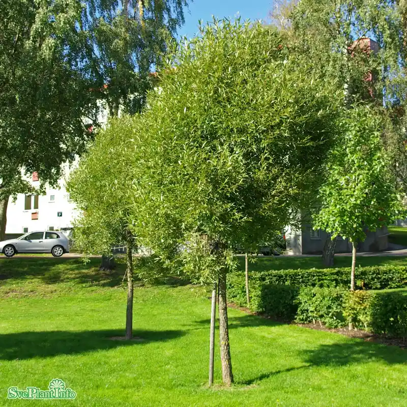 Salix fragilis ‘Bullata‘ Solitär 100-125cm C10 - Kanonpris