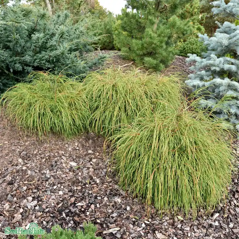 Thuja plicata ‘Whipcord‘ D10 Halvstam 40cm - Extra rabatt