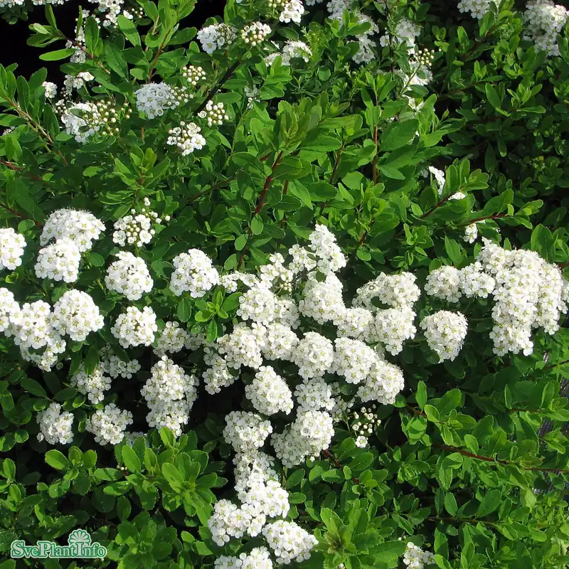 Spiraea nipponica ‘Snowmound‘ C15 XXL 100-125cm - Finns att beställa