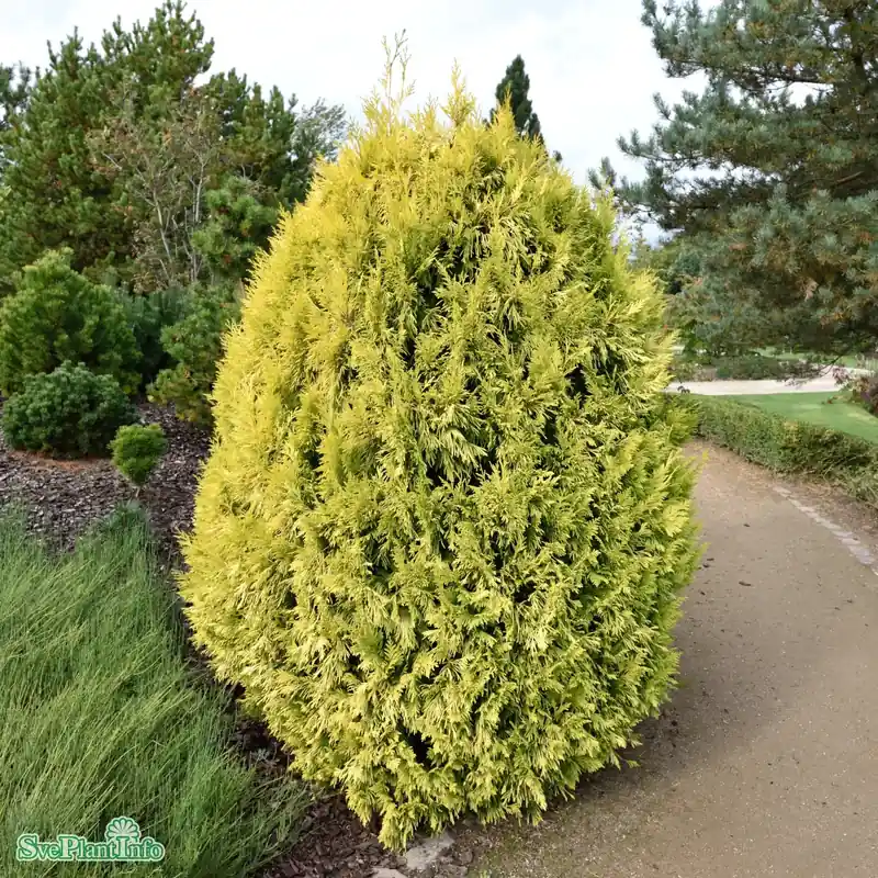 Thuja plicata ‘4ever Goldy‘ D10 60-80cm - Favorit hos kunderna