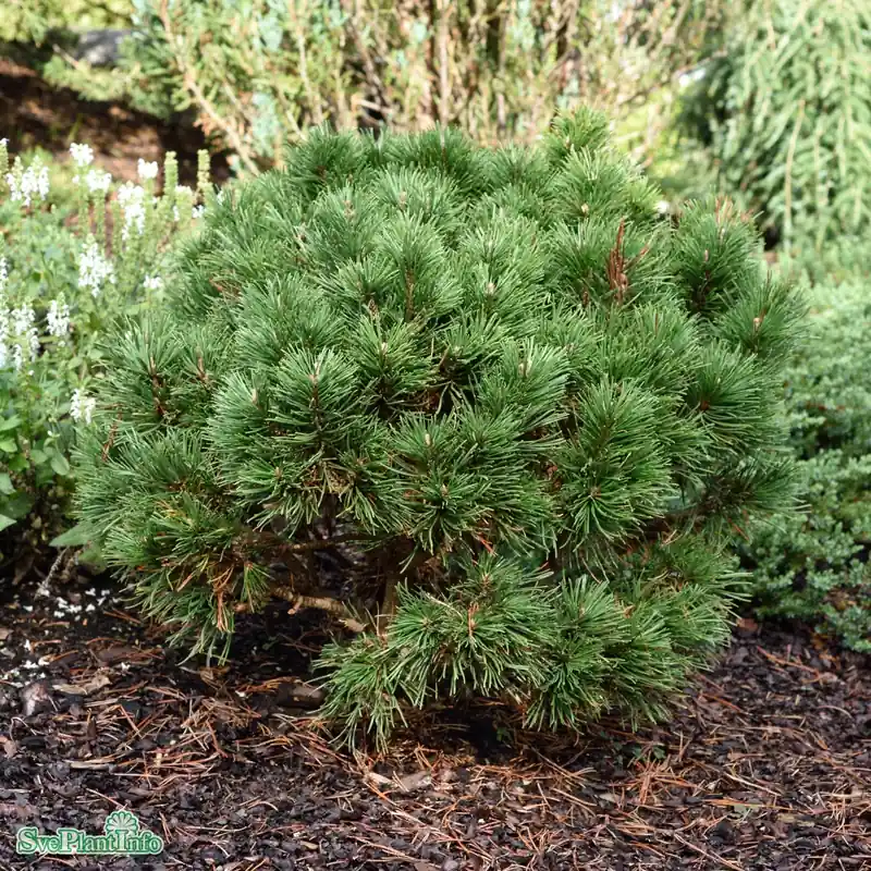 Pinus mugo ‘Gnom‘ C110 125-150cm - Superpris