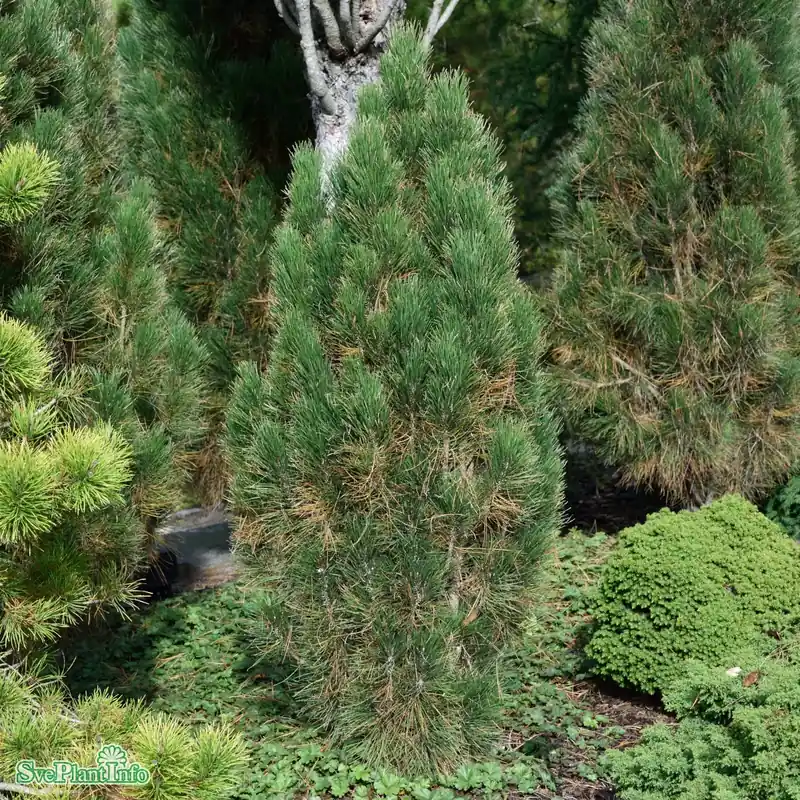Pinus nigra ‘Green Tower‘ C45 100-125cm - Beställ nu