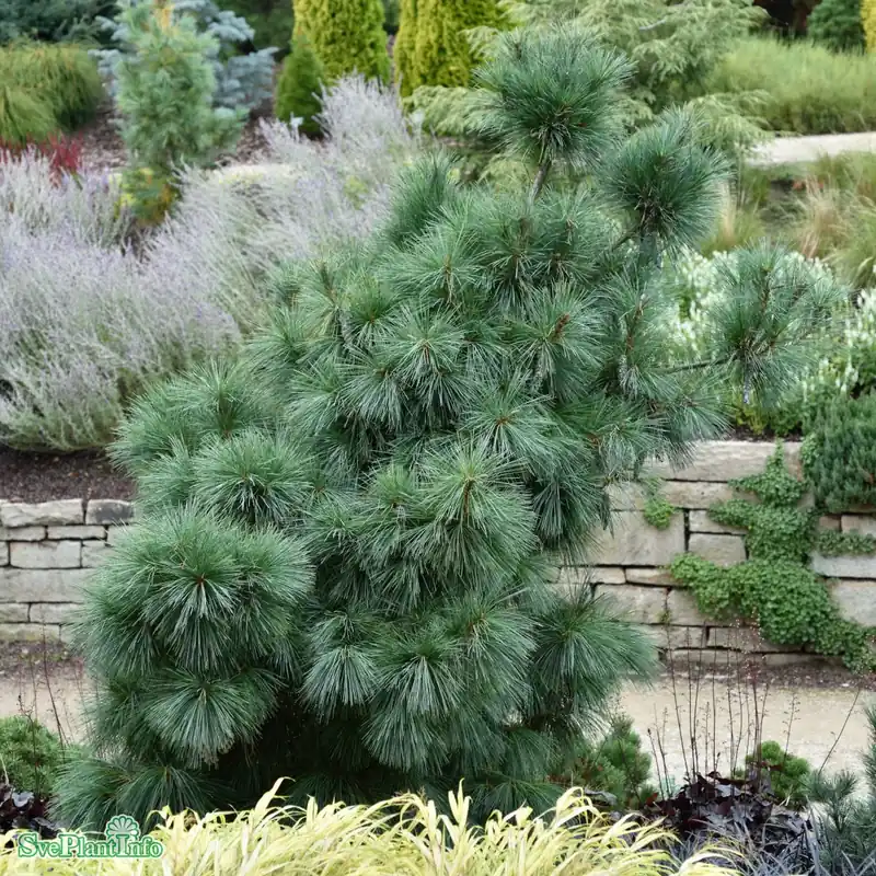 Köp online | Pinus x schwerinii ‘Wiethorst‘ Kl 100-125cm