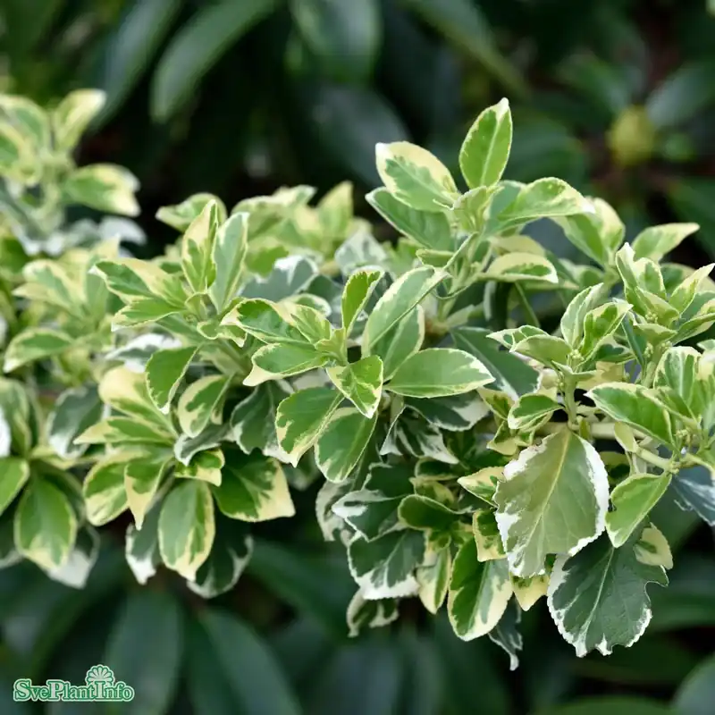 Euonymus fortunei var. radicans ‘Emerald Gaiety‘ C6 Halvstam 40cm | Kundernas favorit