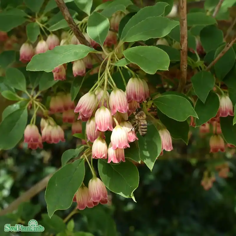 Beställ direkt - Enkianthus campanulatus C10 80-100cm