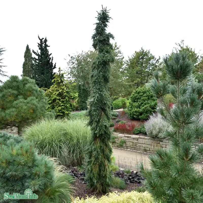 Passa på - Picea omorika Solitär 150-175cm