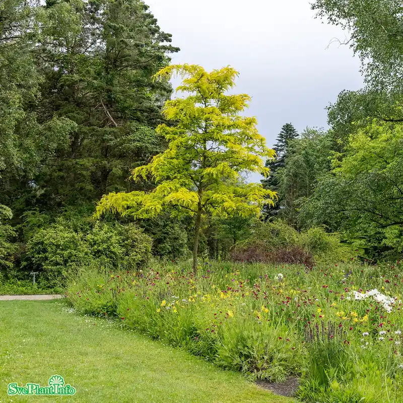 Tryggt köp | Gleditsia triacanthos ‘Sunburst‘ Högstam So 10-12