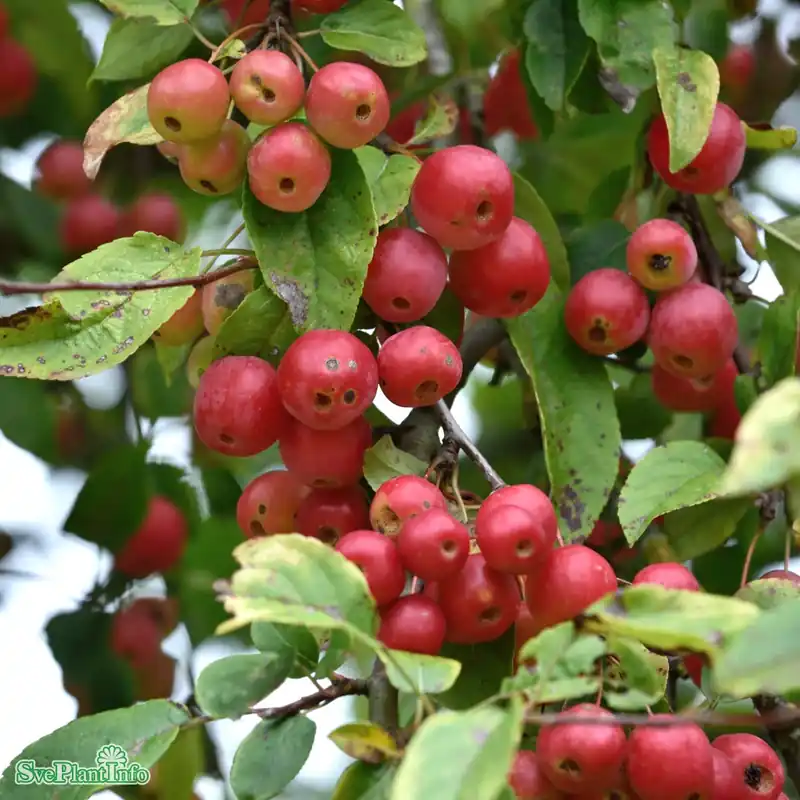 Nyinkommet | Malus ‘Red Sentinel‘ C6 80-100cm