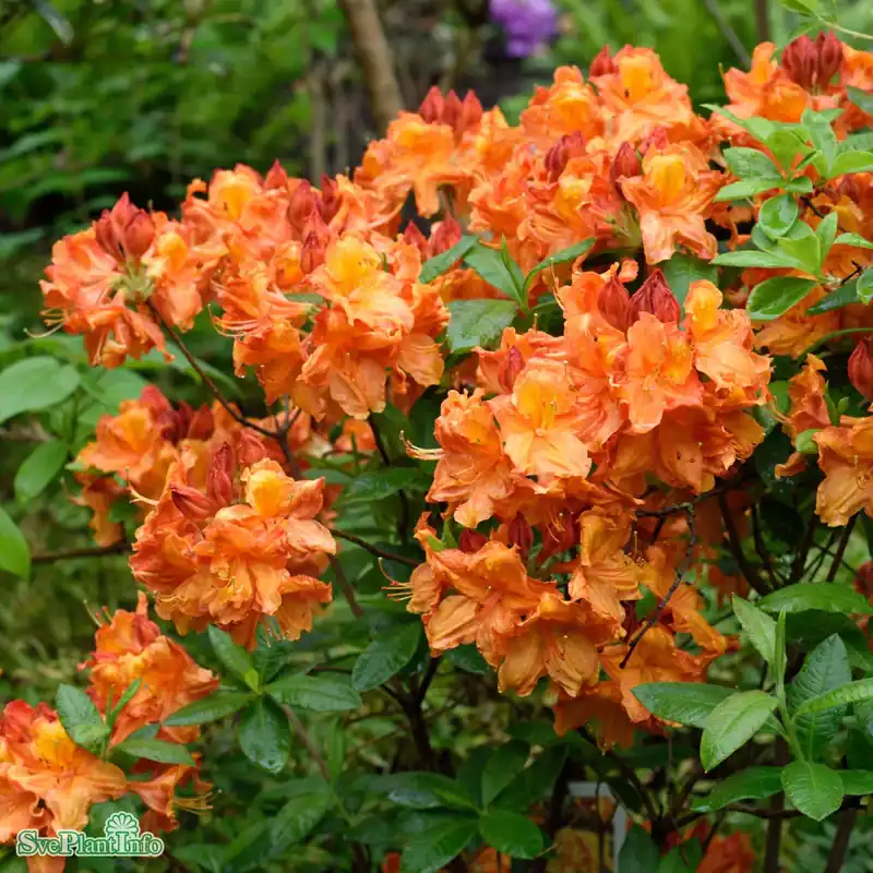 Kampanjen går snart ut | Rhododendron ‘Glowing Embers‘ C10 50-60cm