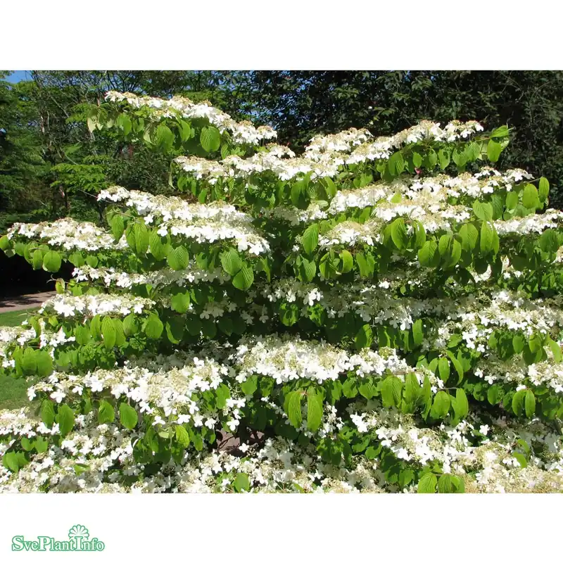 Viburnum plicatum f. tomentosum ‘Mariesii‘ C4,6 30-40cm - Säker betalning