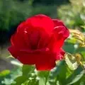 Nyligen tillagt - Rosa ‘Hansaland‘ A-kval C4