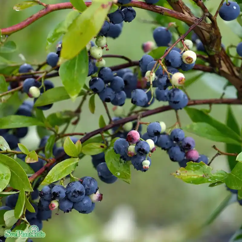 Vaccinium corymbosum ‘Goldtraube‘ | Köp nu