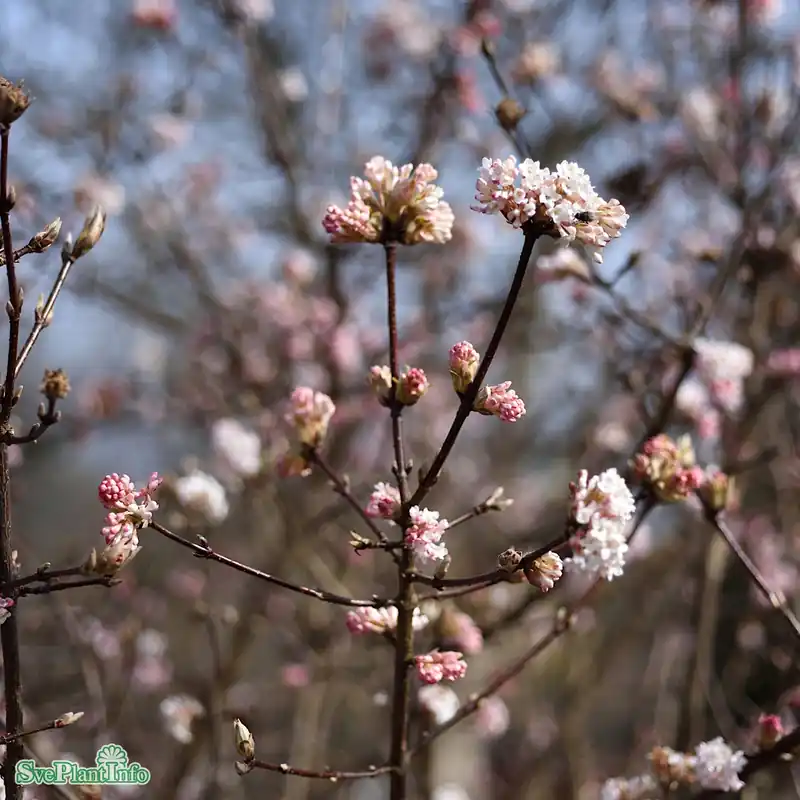 Viburnum bodnantense ‘Dawn‘ C5 60cm | Precis inkommet