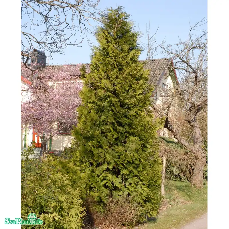 Thuja occidentalis ‘Brabant‘ C5 80cm - Topprodukt
