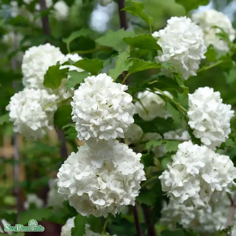 Premium - Viburnum opulus ‘Roseum‘ C10 80-100cm