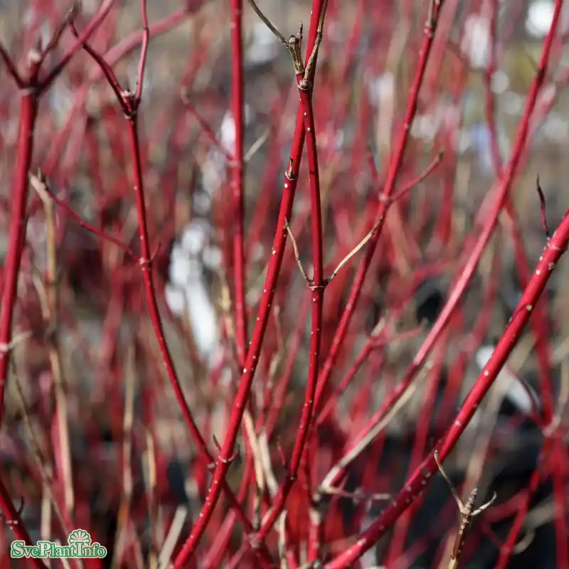 Försäljningssuccé | Cornus alba ‘Sibirica‘ C7,5 80-100cm