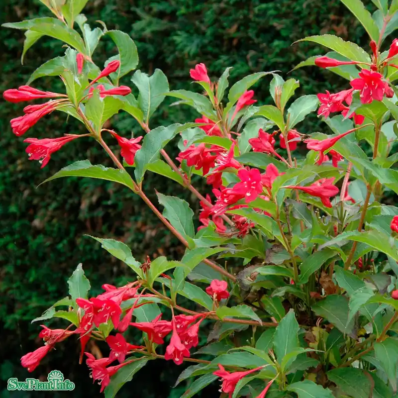 Mycket uppskattad - Weigela ‘Red Prince‘ C10 Stam 90cm