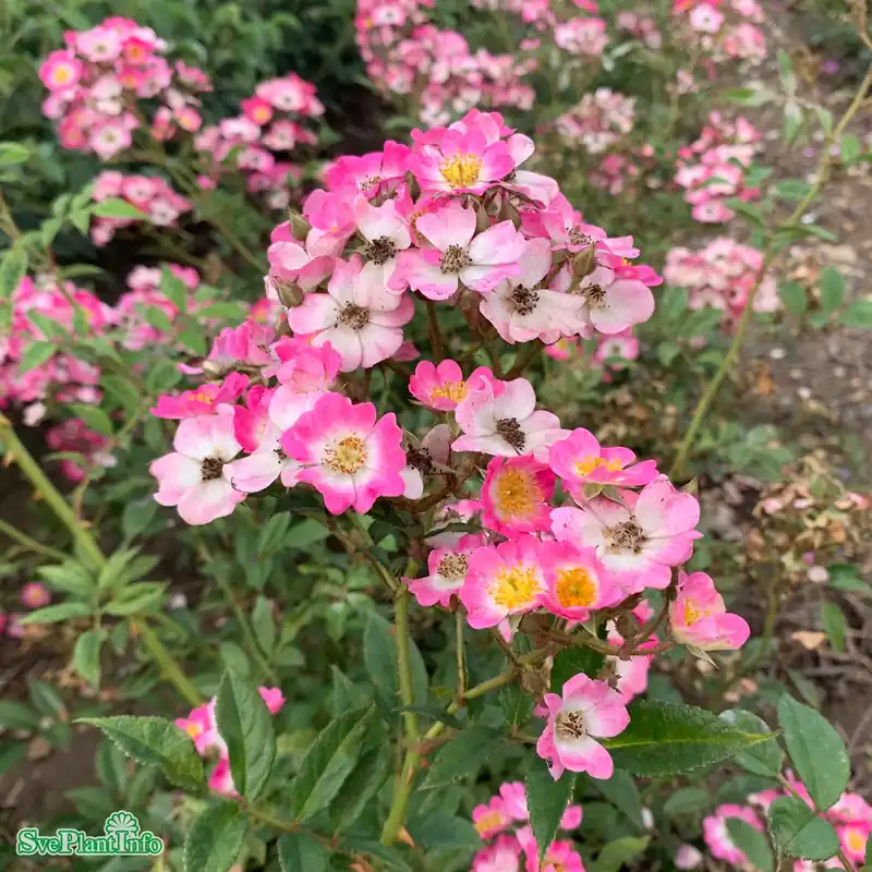 Rosa ‘Mozart‘ C4,5 | Spara nu