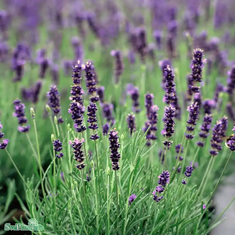 Ny lansering - Lavandula angustifolia ‘Hidcote‘ A-kval C3