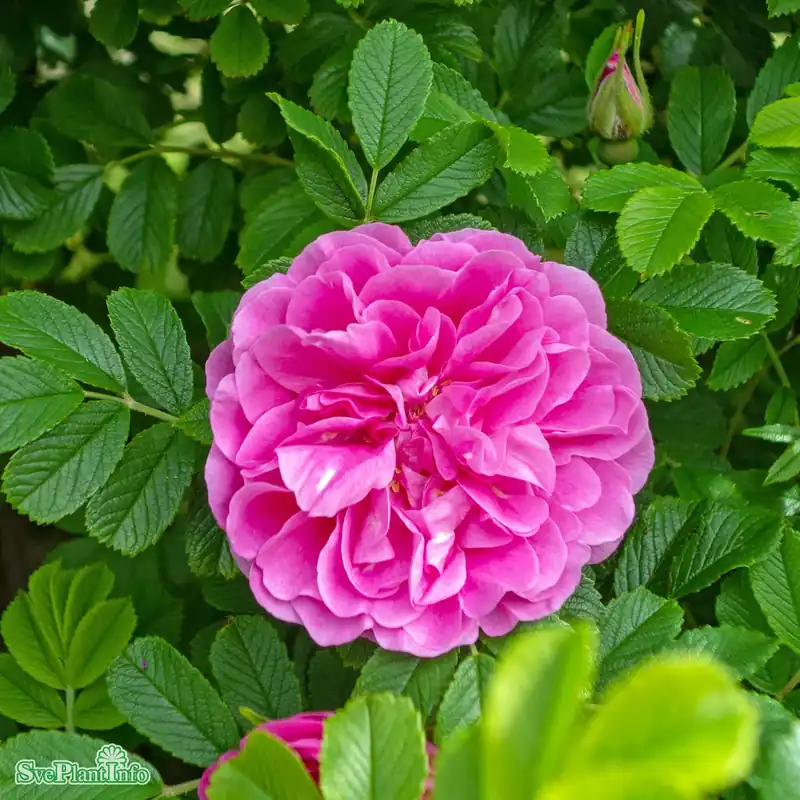 Rosa ‘Thérèse Bugnet‘ Rotäkta A-kval C3,5 | Sista chansen