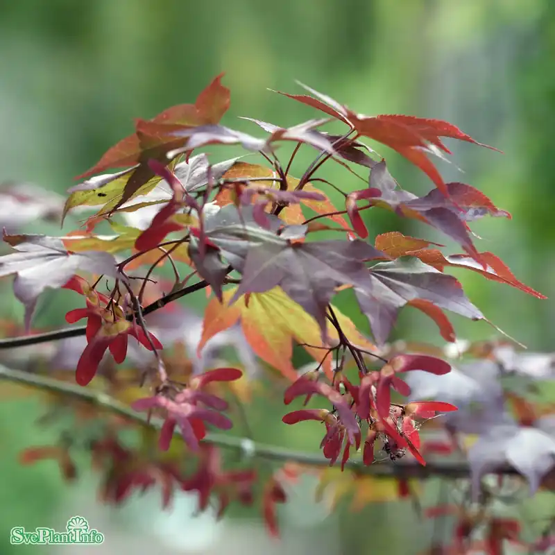 Acer palmatum ‘Atropurpureum‘ C50 120-140cm - Toppkvalitet