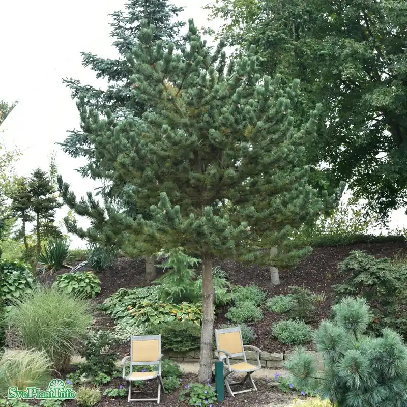 Extra bra pris | Pinus nigra ‘Oregon Green‘ C12 60-70cm