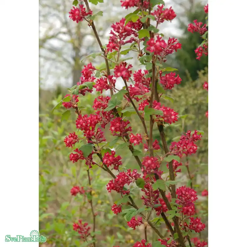 Ta chansen | Ribes sanguineum ‘King Edward VII‘ C5 60-80cm