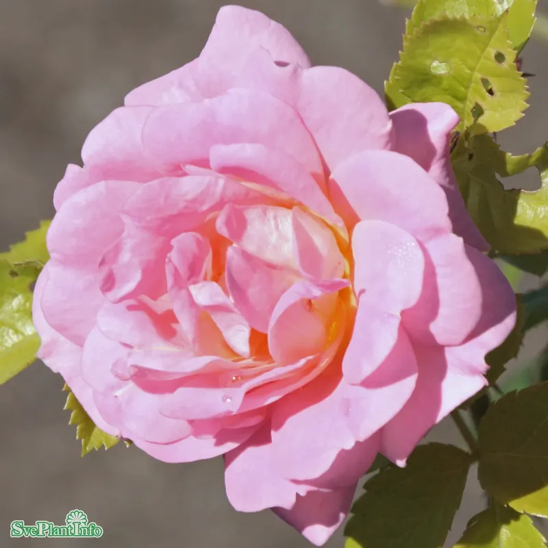 Riktigt fynd | Rosa ‘Marie Curie‘ A-kval C5