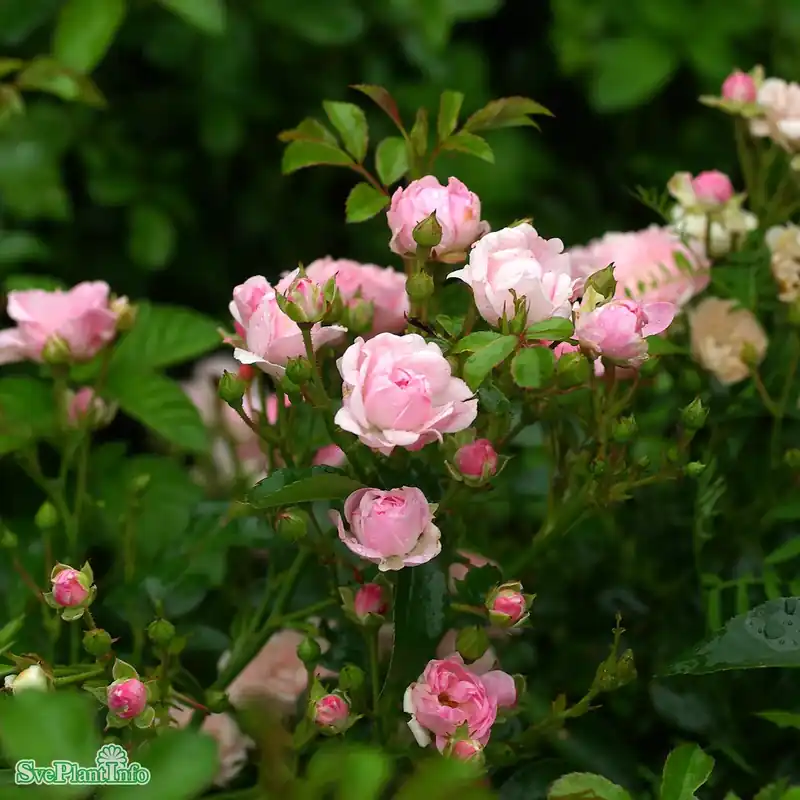 Extra rabatt | Rosa ‘The Fairy‘ A-kval C3