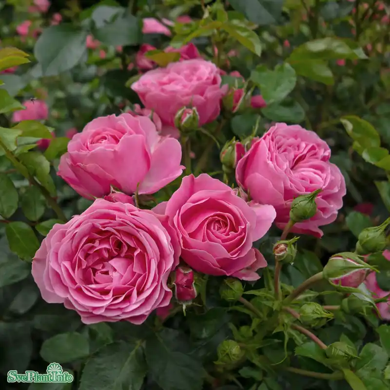 Rosa ‘Leonardo da Vinci‘ A-kval C5 - Precis inkommet