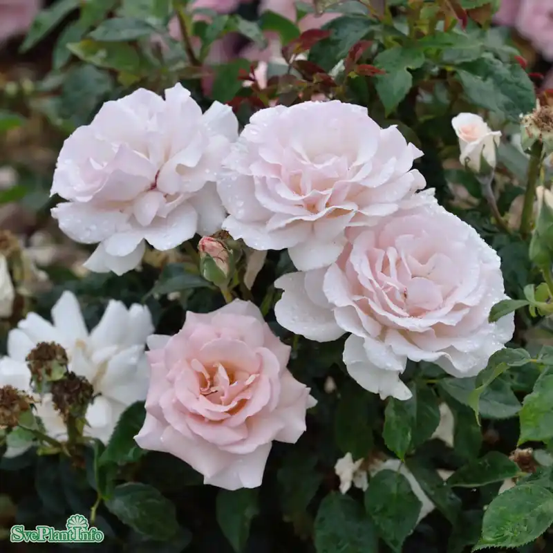 Rosa ‘A Whiter Shade of Pale‘ A-kval C5 - Mycket uppskattad